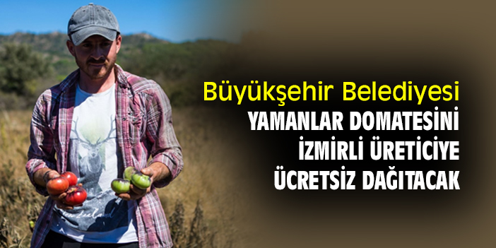 Büyükşehir Belediyesi, Yamanlar Domatesini, İzmirli üreticiye ücretsiz dağıtacak
