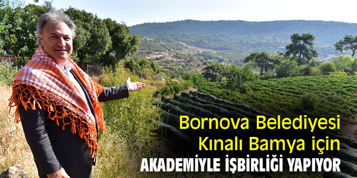Bornova Belediyesi, Kınalı Bamya için akademiyle işbirliği yapıyor