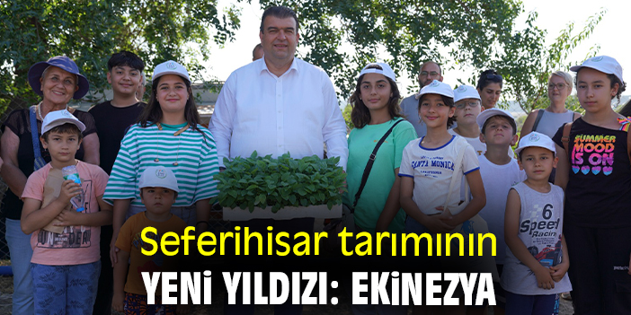 Seferihisar tarımının yeni yıldızı: Ekinezya