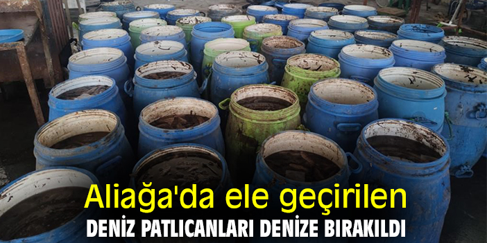 Aliağa'da ele geçirilen deniz patlıcanları denize bırakıldı