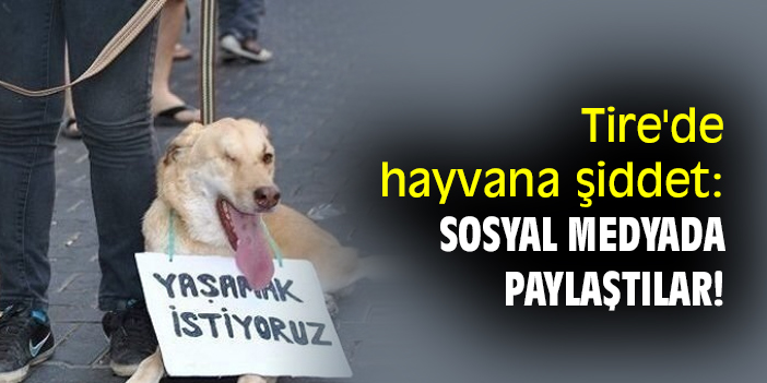 Tire'de hayvana şiddet: Sosyal medyada paylaştılar!