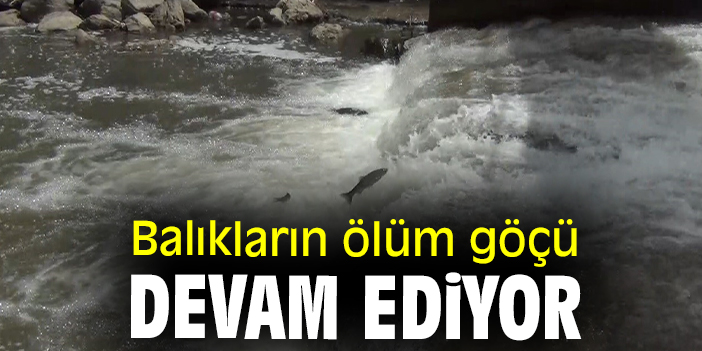 Balıkların ölüm göçü devam ediyor