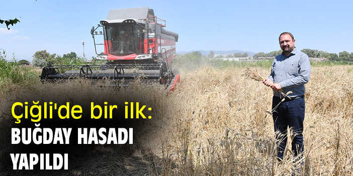 Çiğli'de bir ilk: Buğday hasadı yapıldı