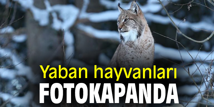 Yaban hayvanları fotokapanda