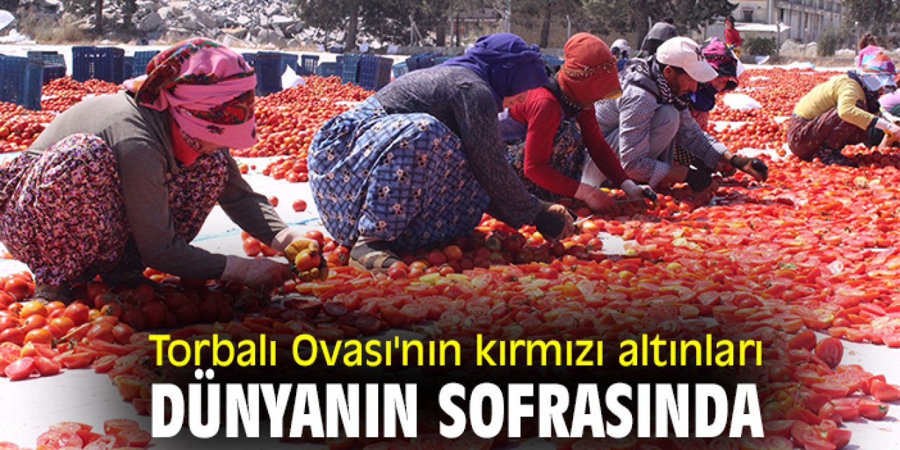 Torbalı Ovası'nın kırmızı altınları dünyanın sofrasında