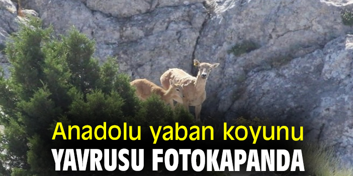 Anadolu yaban koyunu yavrusu fotokapanda