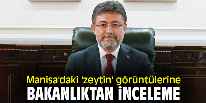 Manisa'daki 'zeytin' görüntülerine bakanlıktan inceleme