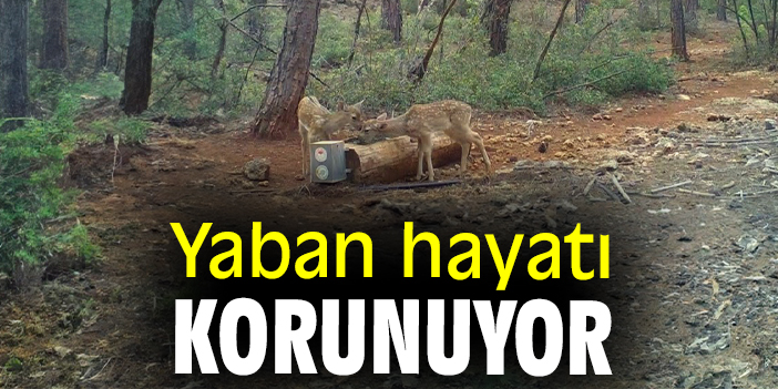 Yaban hayatı korunuyor