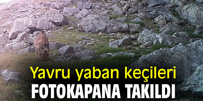 Yavru yaban keçileri fotokapana takıldı