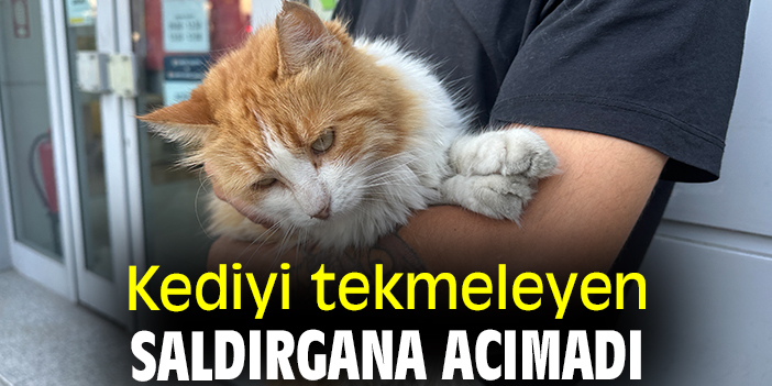Kediyi tekmeleyen saldırgana acımadı
