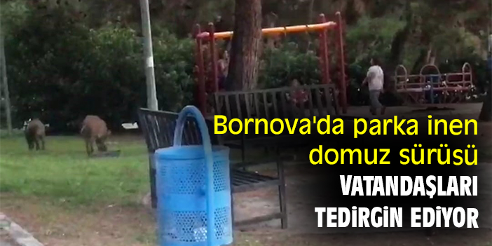 Bornova'da parka inen domuz sürüsü vatandaşları tedirgin ediyor
