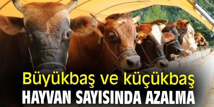 Büyükbaş ve küçükbaş hayvan sayısında azalma