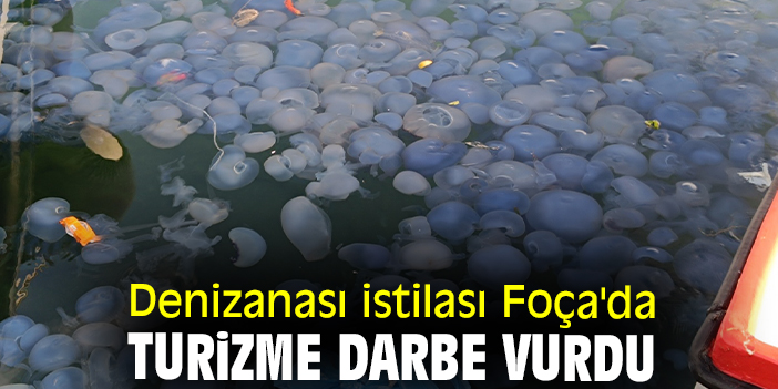 Denizanası istilası Foça'da turizme darbe vurdu