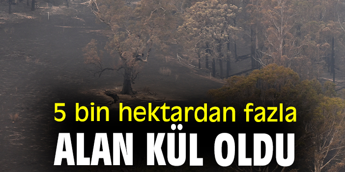 5 bin hektardan fazla alan kül oldu
