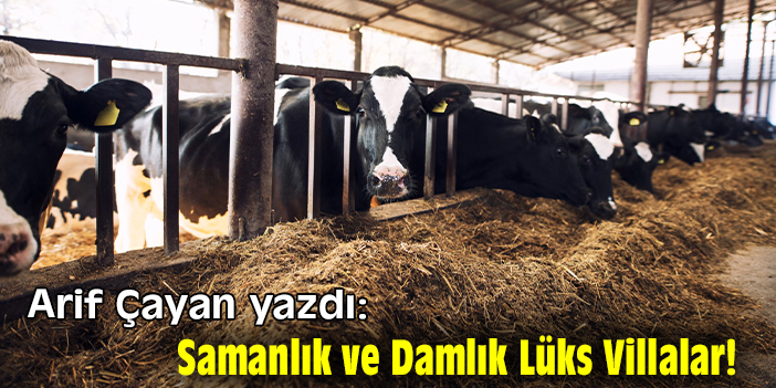 Samanlık ve Damlık Lüks Villalar!