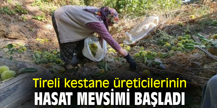 Tireli kestane üreticilerinin hasat mevsimi başladı