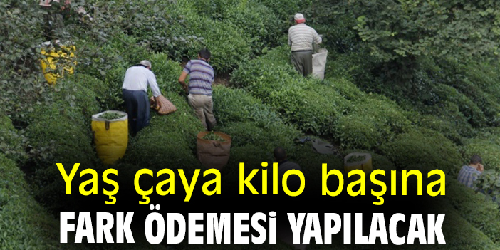 Yaş çaya kilo başına fark ödemesi yapılacak