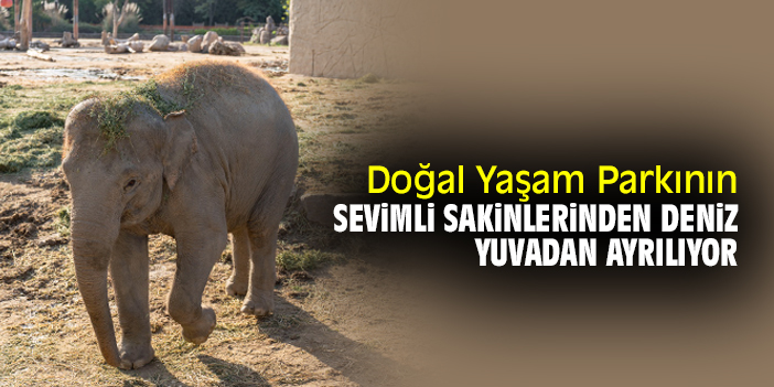 Doğal Yaşam Parkının sevimli sakinlerinden Deniz, yuvadan ayrılıyor