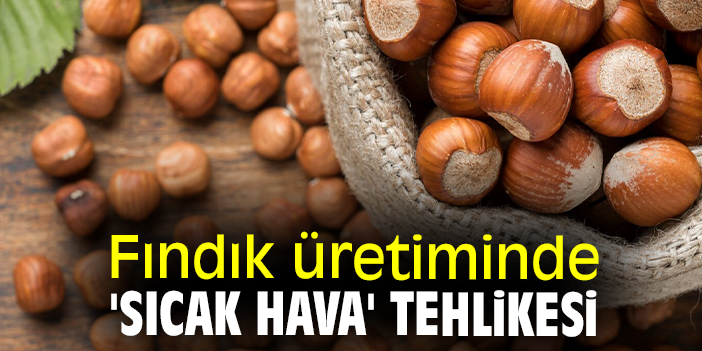 Fındık üretiminde 'sıcak hava' tehlikesi