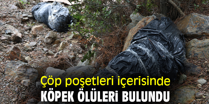 Çöp poşetleri içerisinde köpek ölüleri bulundu
