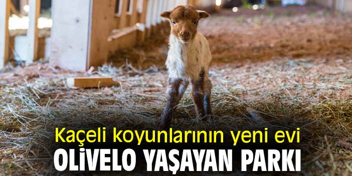 Kaçeli koyunlarının yeni evi Olivelo Yaşayan Parkı