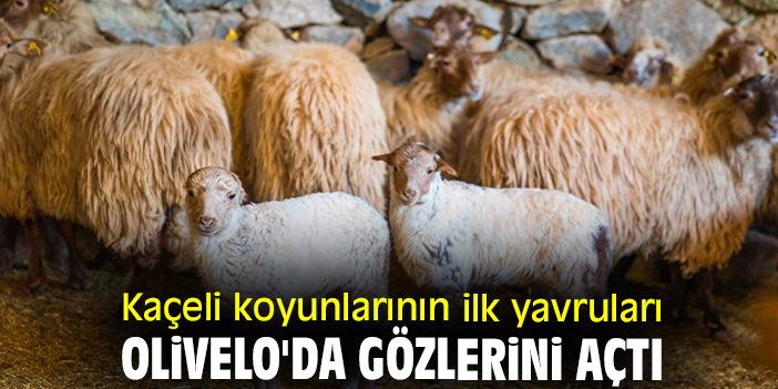 Kaçeli koyunlarının ilk yavruları Olivelo'da gözlerini açtı