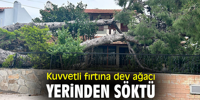 Kuvvetli fırtına dev ağacı yerinden söktü