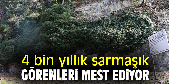 4 bin yıllık sarmaşık görenleri mest ediyor