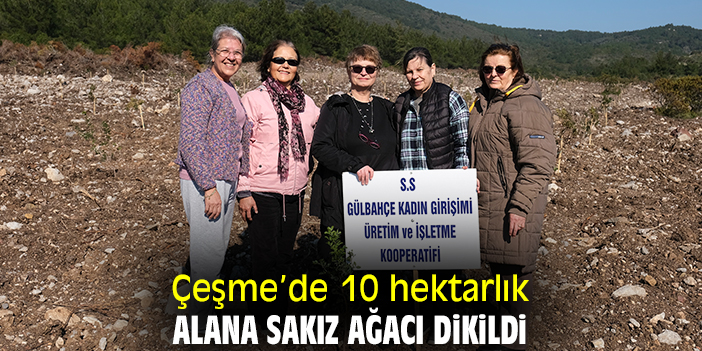 Çeşme’de 10 hektarlık alana sakız ağacı dikildi