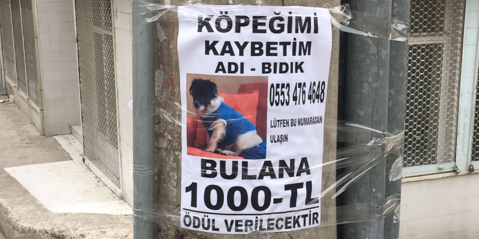 Bu köpeği bulana 1000 TL ödül var