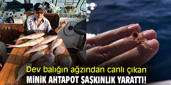 Dev balığın ağzından canlı çıkan minik ahtapot şaşkınlık yarattı!