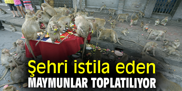 Şehri istila eden maymunlar toplatılıyor