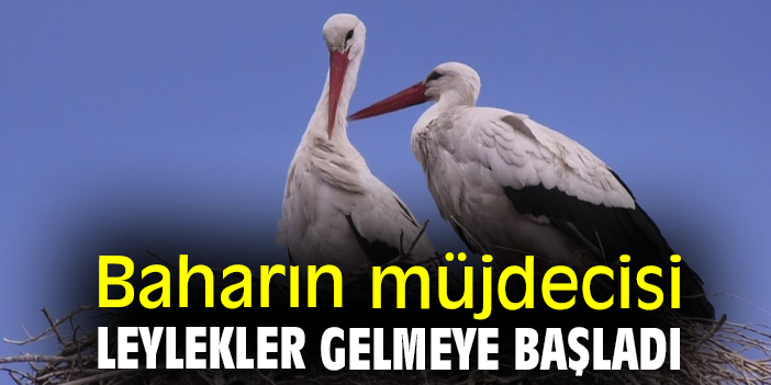Baharın müjdecisi leylekler gelmeye başladı
