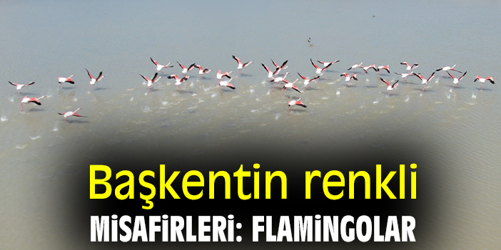 Başkentin renkli misafirleri: Flamingolar