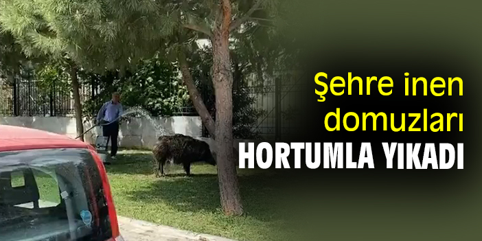 Şehre inen domuzları hortumla yıkadı