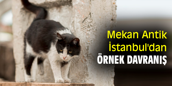 Mekan Antik İstanbul'dan örnek davranış