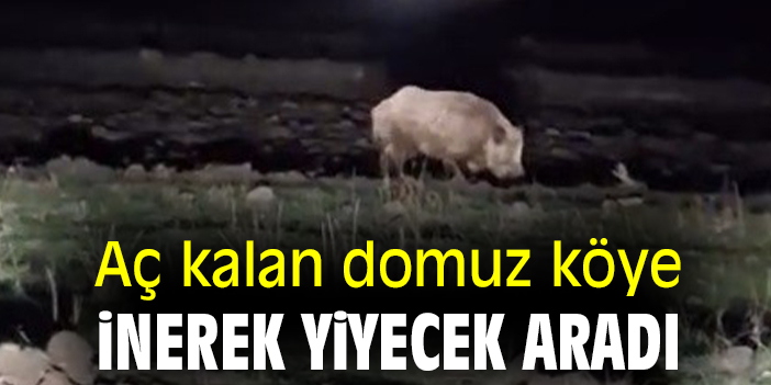 Aç kalan domuz köye inerek yiyecek aradı