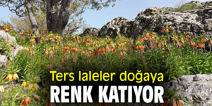 Ters laleler doğaya renk katıyor