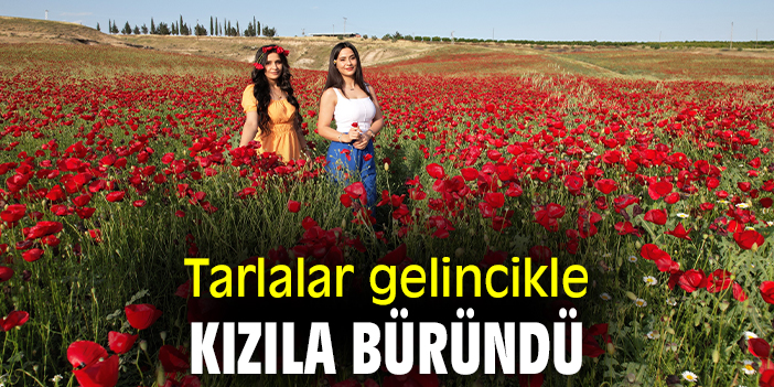 Tarlalar gelincikle kızıla büründü