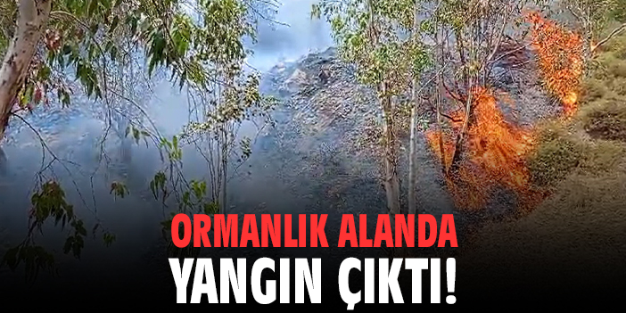 Ormanlık alanda yangın çıktı!