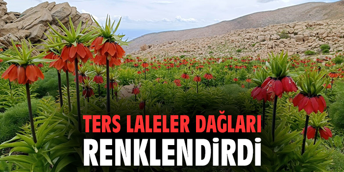 Ters laleler dağları renklendirdi