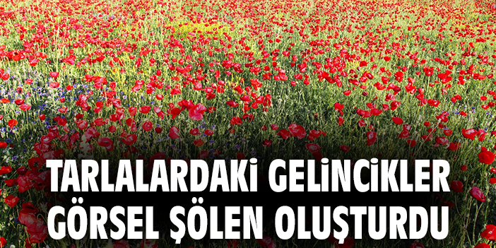 Tarlalardaki gelincikler görsel şölen oluşturdu