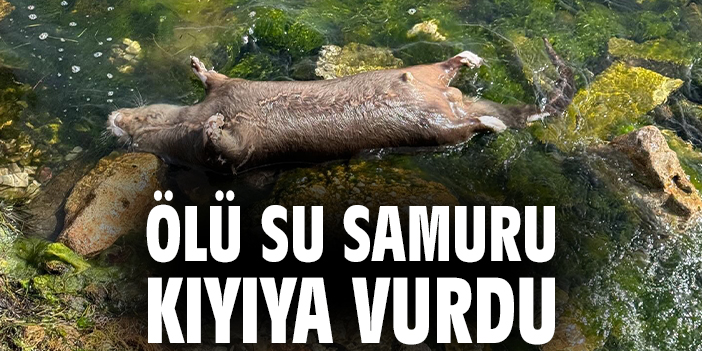 Ölü su samuru kıyıya vurdu