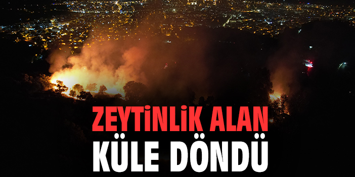 Zeytinlik alan küle döndü
