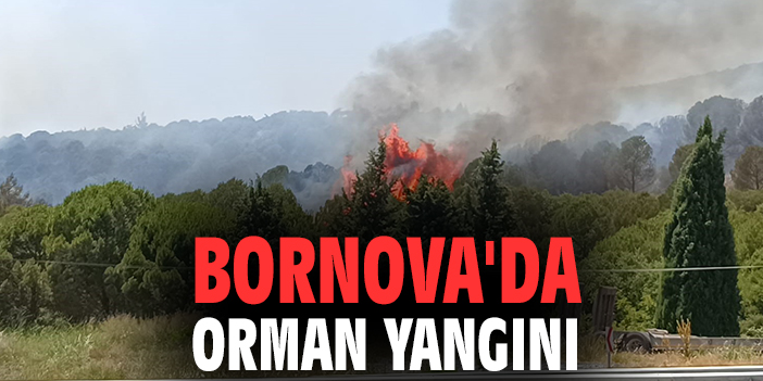 Bornova'da orman yangını