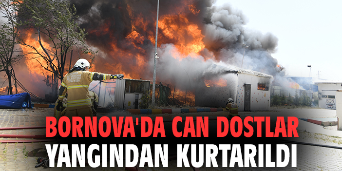 Bornova'da can dostlar yangından kurtarıldı