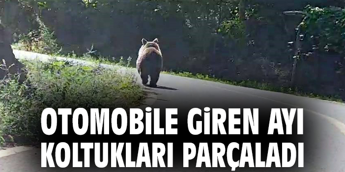 Otomobile giren ayı koltukları parçaladı
