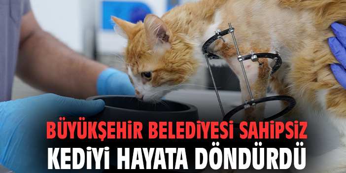 Büyükşehir Belediyesi sahipsiz kediyi hayata döndürdü