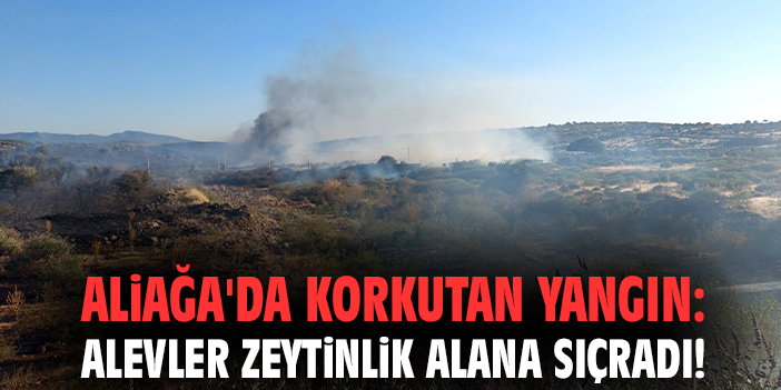 Aliağa'da korkutan yangın: Alevler zeytinlik alana sıçradı!
