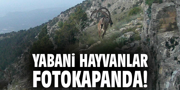 Yabani hayvanlar fotokapanda!